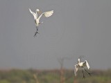 _MG_8944 Great Egret.jpg