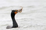 _MG_3325 Double-crested Cormorant.jpg