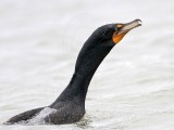 _MG_3345 Double-crested Cormorant.jpg
