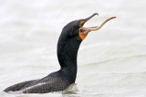 _MG_3346 Double-crested Cormorant.jpg
