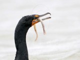 _MG_3349crop Double-crested Cormorant.jpg