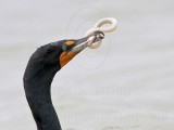 _MG_3360crop Double-crested Cormorant.jpg