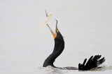 _MG_3383 Double-crested Cormorant.jpg