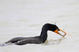 _MG_3403 Double-crested Cormorant.jpg
