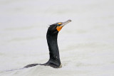 _MG_3441 Double-crested Cormorant.jpg