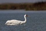 _MG_9476 Whooping Crane.jpg