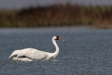_MG_9489 Whooping Crane swimming.jpg
