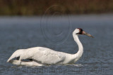 Whooping Crane - swimming and wading in deep water