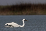 _MG_9508 Whooping Crane swimming.jpg