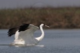 _MG_9587 Whooping Crane.jpg