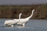 _MG_9631 Whooping Crane.jpg