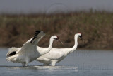 _MG_9636 Whooping Crane.jpg