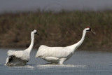 _MG_9655 Whooping Crane.jpg