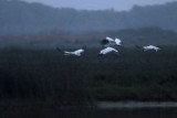 Whooping Crane flying with legs folded