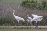 _MG_1105 Whooping Crane.jpg