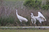 _MG_1108 Whooping Crane.jpg