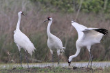 _MG_1128 Whooping Crane.jpg