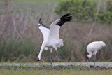 _MG_1167 Whooping Crane.jpg