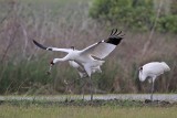 _MG_1169 Whooping Crane.jpg