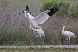 _MG_1171 Whooping Crane.jpg