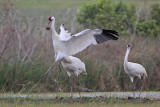 _MG_1173 Whooping Crane.jpg