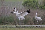 _MG_1174 Whooping Crane.jpg