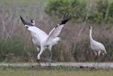 _MG_1188 Whooping Crane.jpg