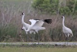 _MG_1193 Whooping Crane.jpg