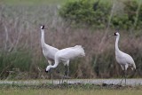 _MG_1200 Whooping Crane.jpg