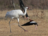 _MG_3471 Whooping Crane & Black-bellied Whistling-Duck.jpg