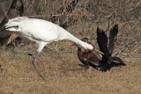 _MG_3500 Whooping Crane & Black-bellied Whistling-Duck.jpg