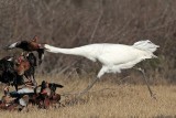 Whooping Crane - Black-bellied Whistling-Duck:  Interspecific Interactions -  defending feeder territory