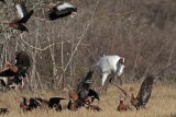 _MG_3975 Whooping Crane & Black-bellied Whistling-Duck.jpg