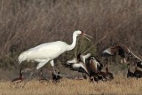 _MG_4489 Whooping Crane & Black-bellied Whistling-Duck.jpg
