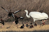 _MG_4627 Whooping Crane & Black-bellied Whistling-Duck.jpg