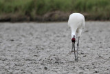 _MG_6417 Whooping Crane.jpg