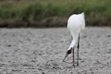 _MG_6429 Whooping Crane.jpg