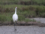 _MG_7322 Whooping Crane.jpg