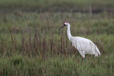 _MG_7438 Whooping Crane.jpg