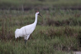 _MG_7451 Whooping Crane.jpg