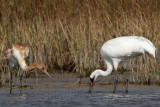 _MG_2325 Whooping Crane.jpg