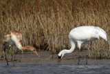 _MG_2328 Whooping Crane.jpg