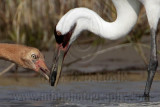 _MG_2334crop Whooping Crane.jpg