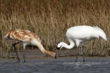 _MG_2336 Whooping Crane.jpg