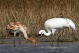 _MG_2341 Whooping Crane.jpg