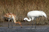 _MG_2342 Whooping Crane.jpg