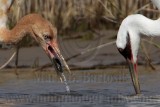 _MG_2346crop Whooping Crane.jpg