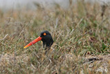 _MG_6682 American Oystercatcher.jpg