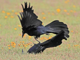 _MG_7462 Great-tailed Grackle.jpg