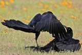 _MG_7471 Great-tailed Grackle.jpg